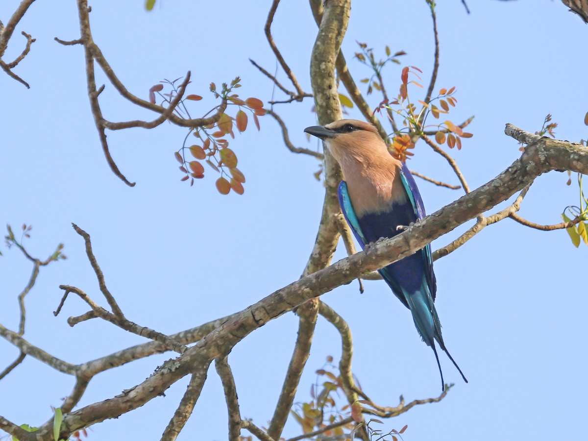 hvithoderåke - ML644578259