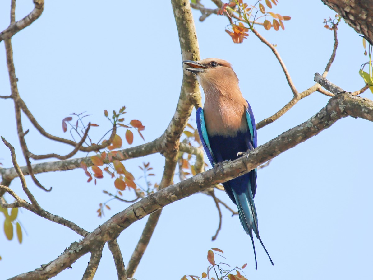 hvithoderåke - ML644578260