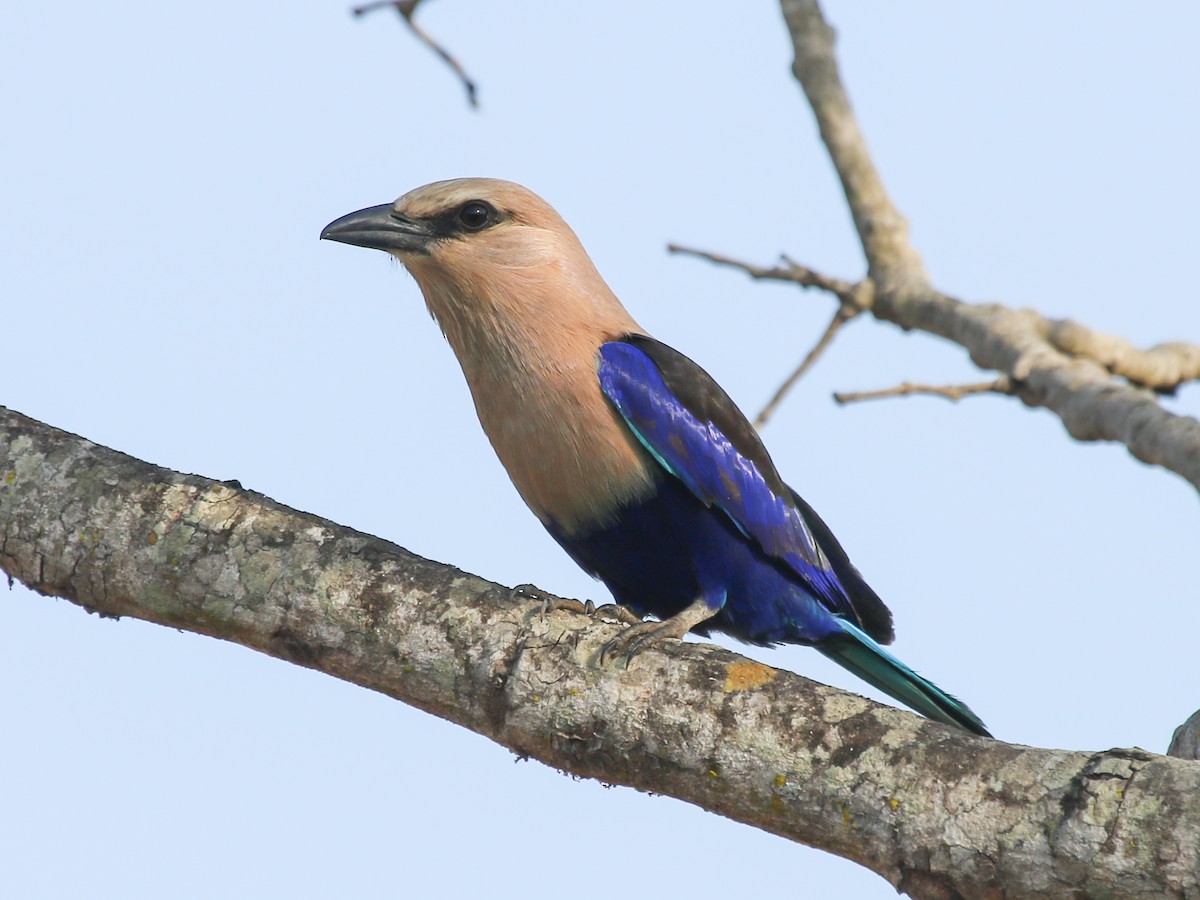 hvithoderåke - ML644578261