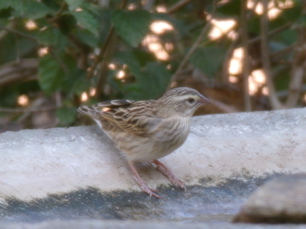 snovač červený - ML644578266