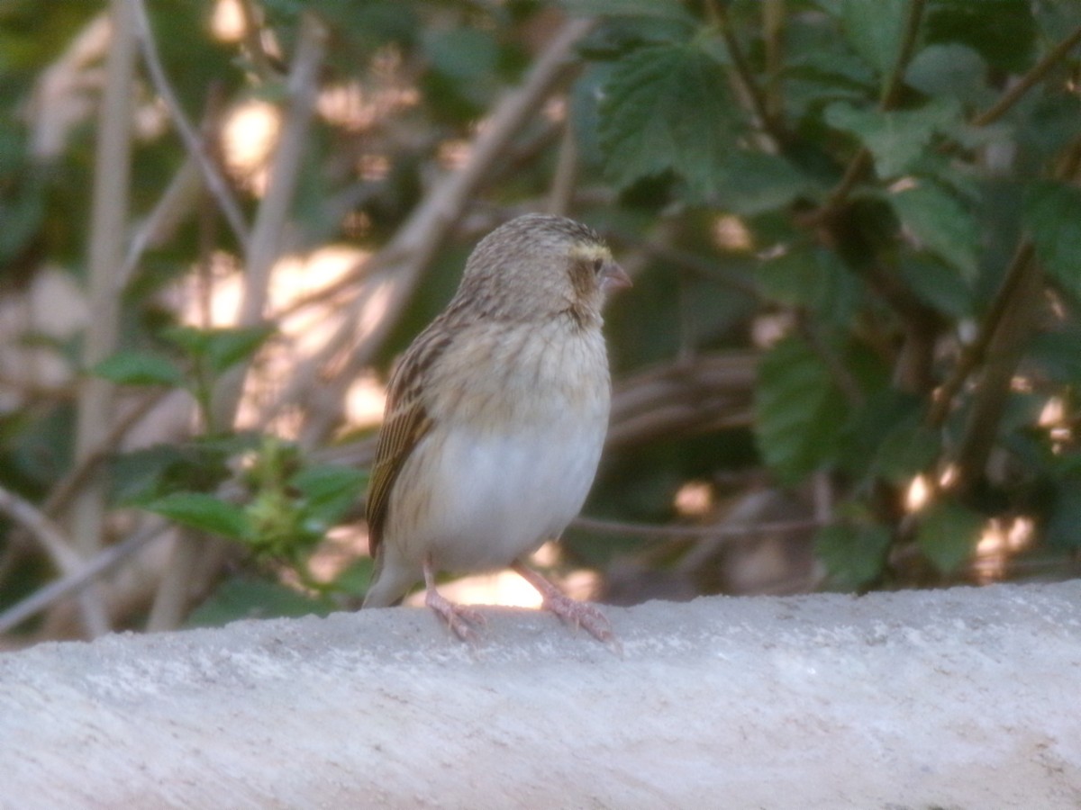 snovač červený - ML644578267