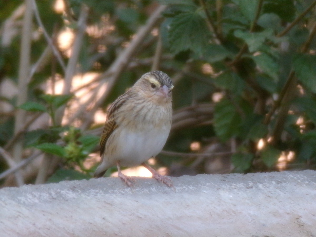 snovač červený - ML644578268