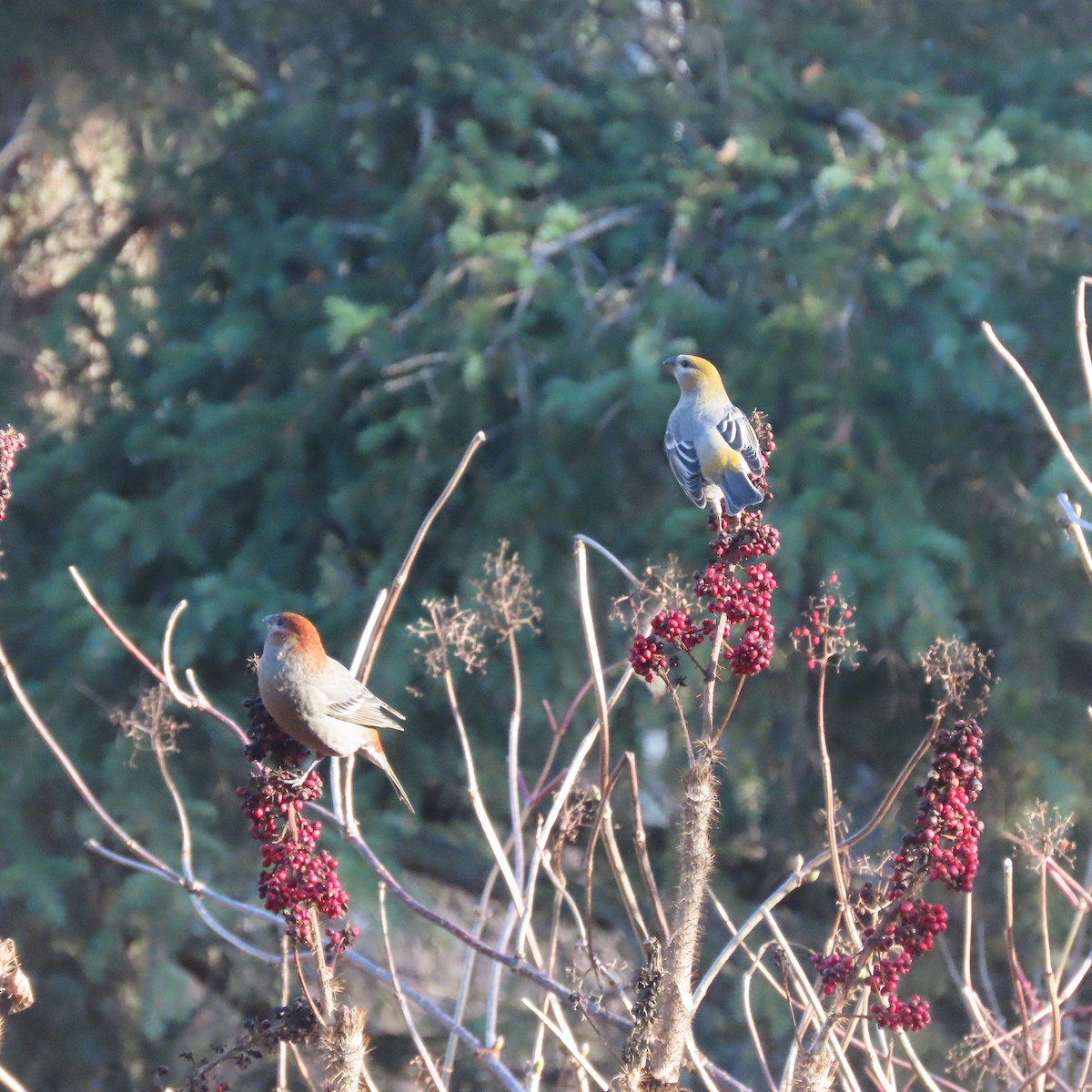 konglebit - ML644578272