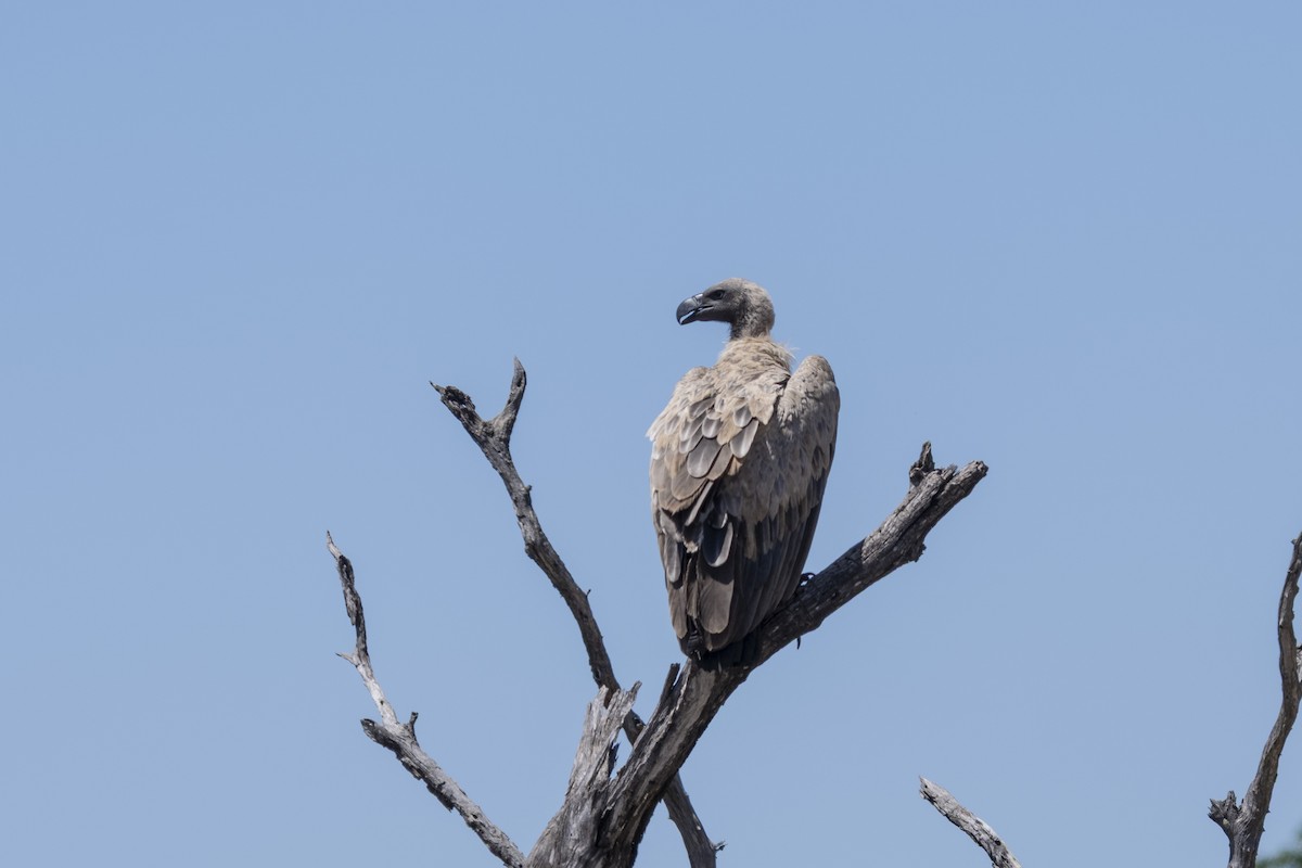 Buitre Dorsiblanco Africano - ML644578273