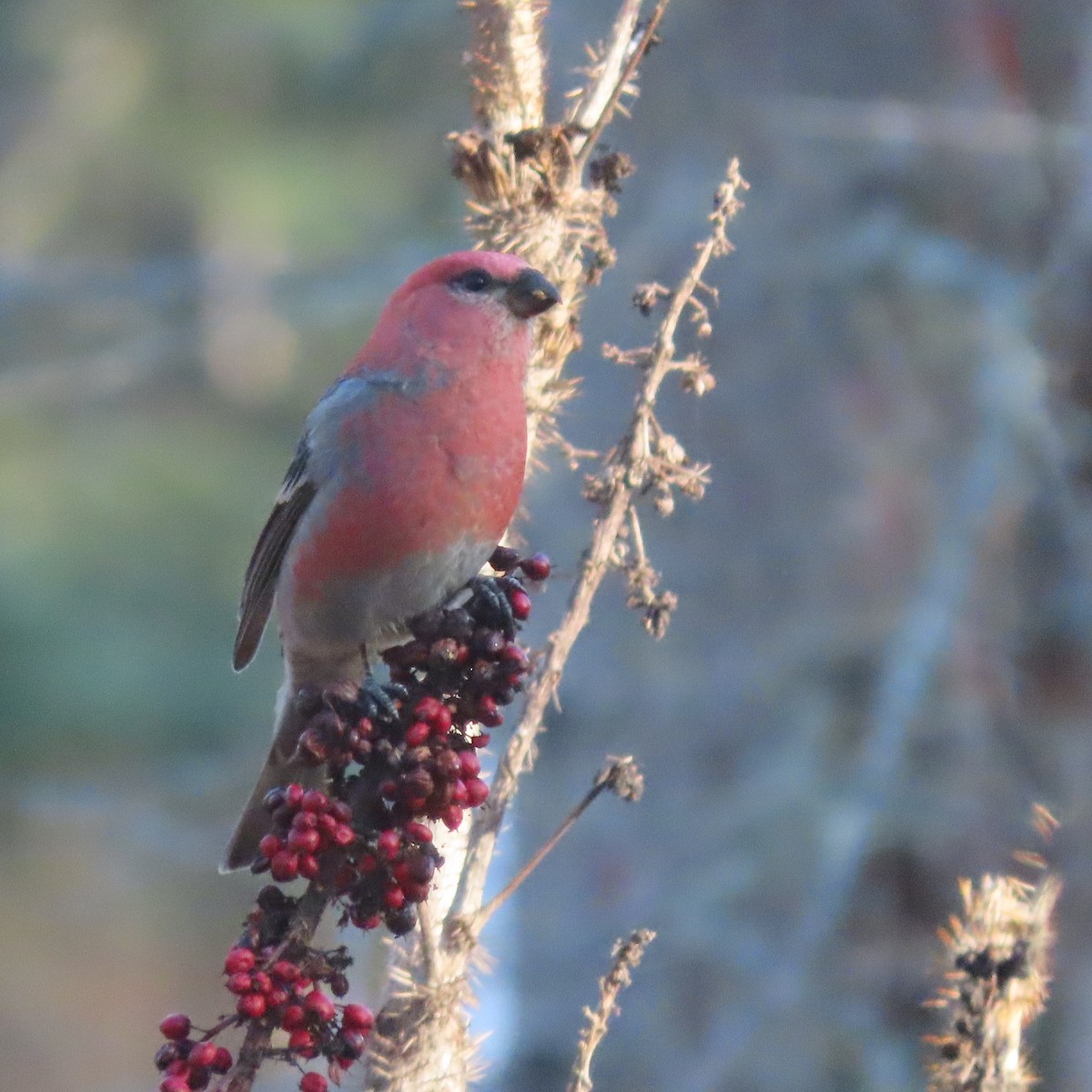 konglebit - ML644578274