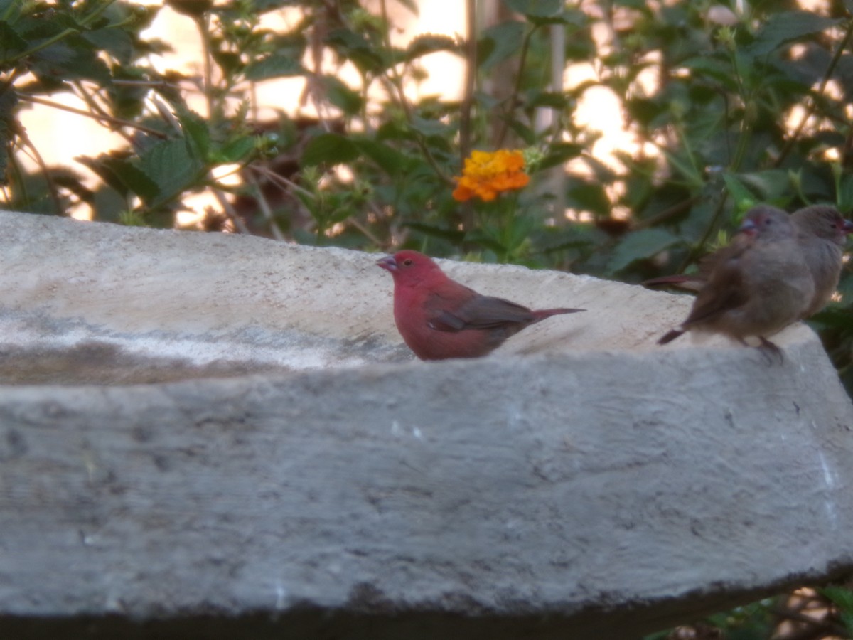 amarant rudozobý - ML644578276