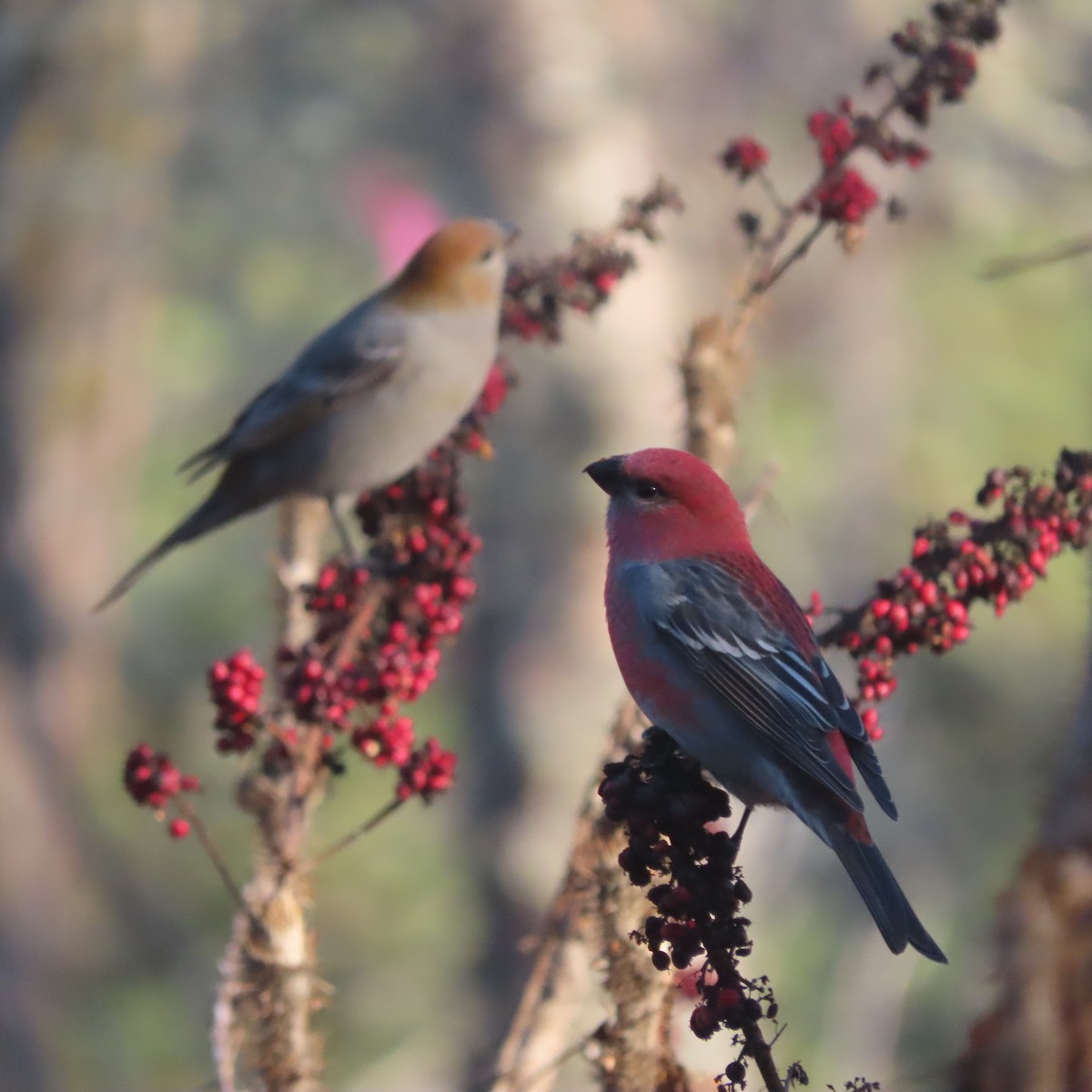 konglebit - ML644578277