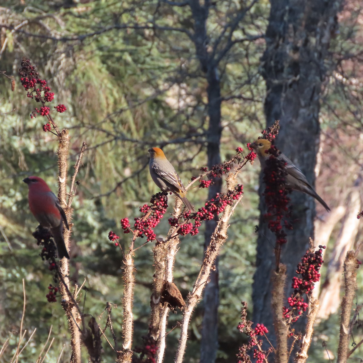 konglebit - ML644578281