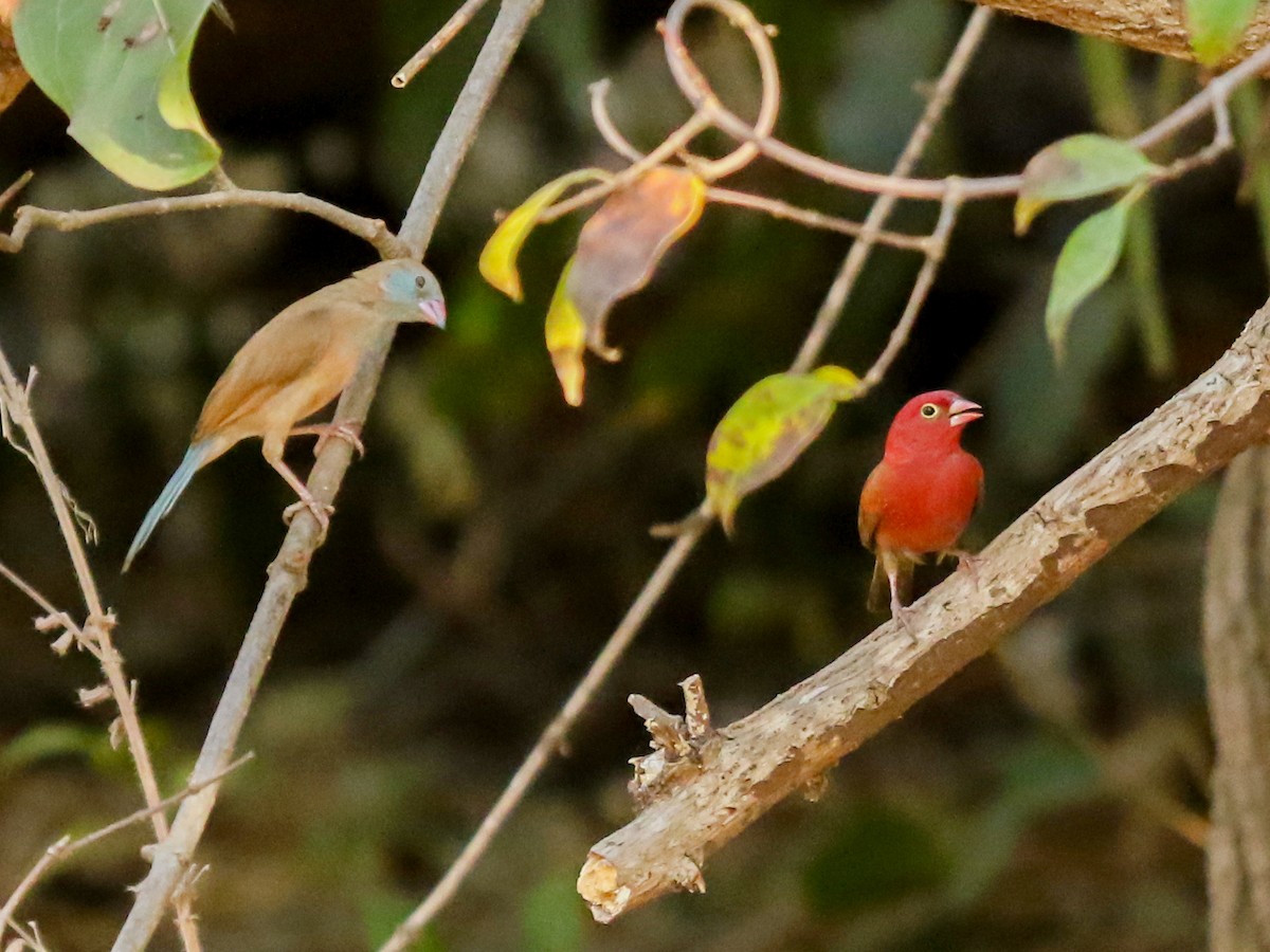 rødkinnastrild - ML644578283