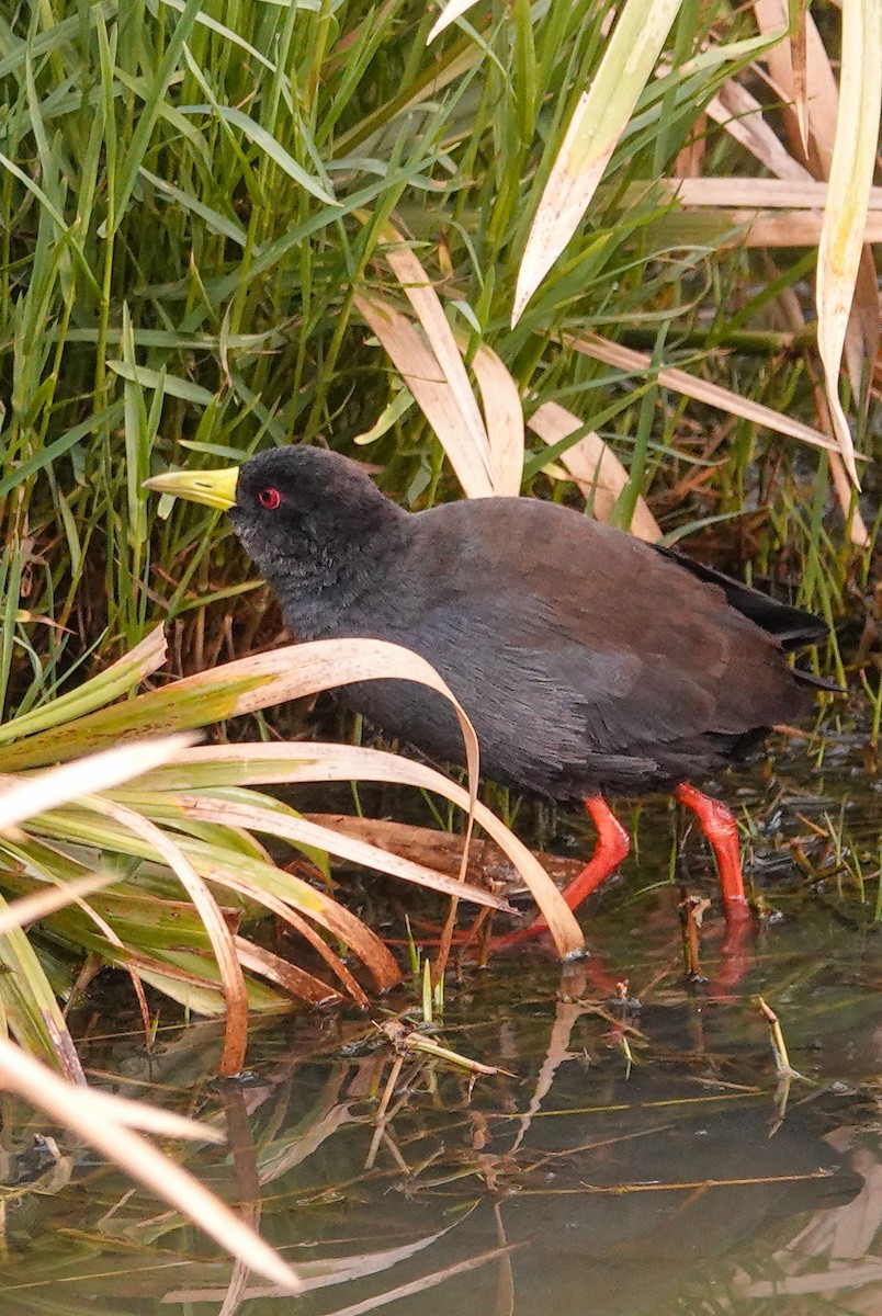 Black Crake - ML644578284