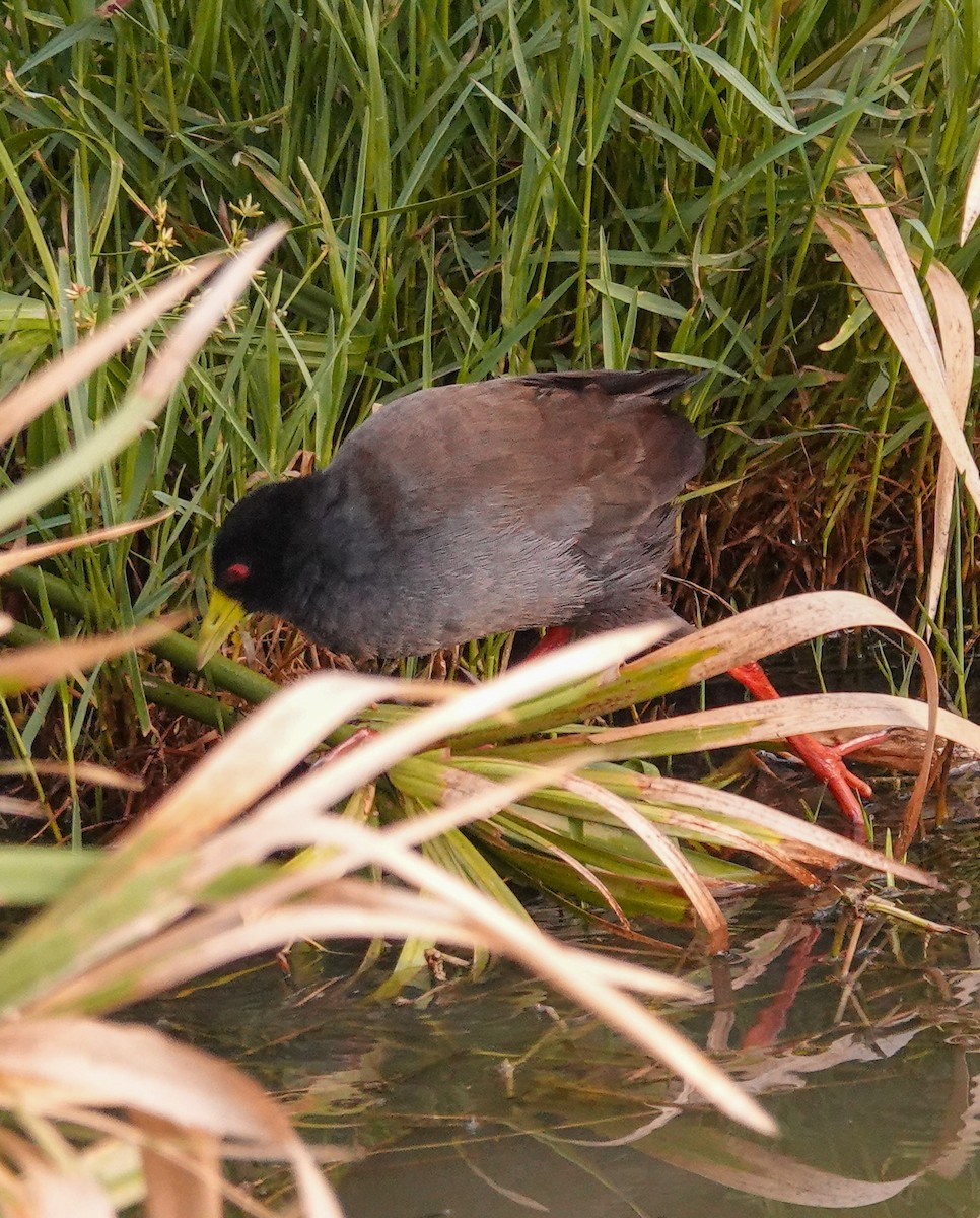 Black Crake - ML644578285