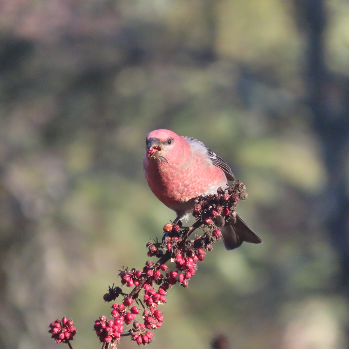 konglebit - ML644578286