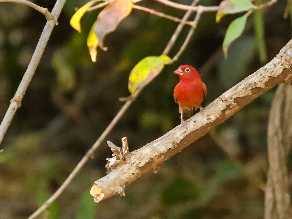 rødnebbamarant - ML644578287