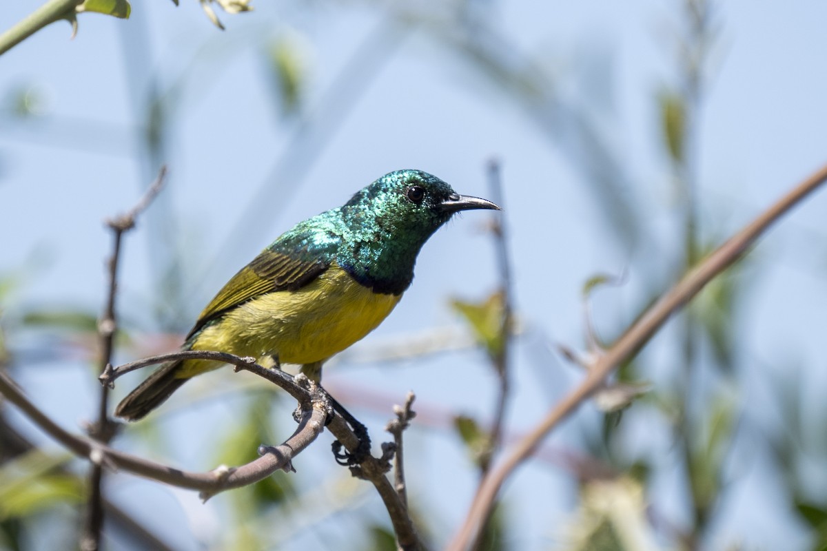Collared Sunbird - ML644578288