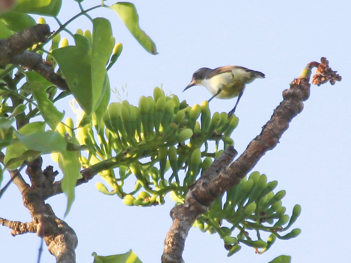 fiolettryggsolfugl - ML644578289