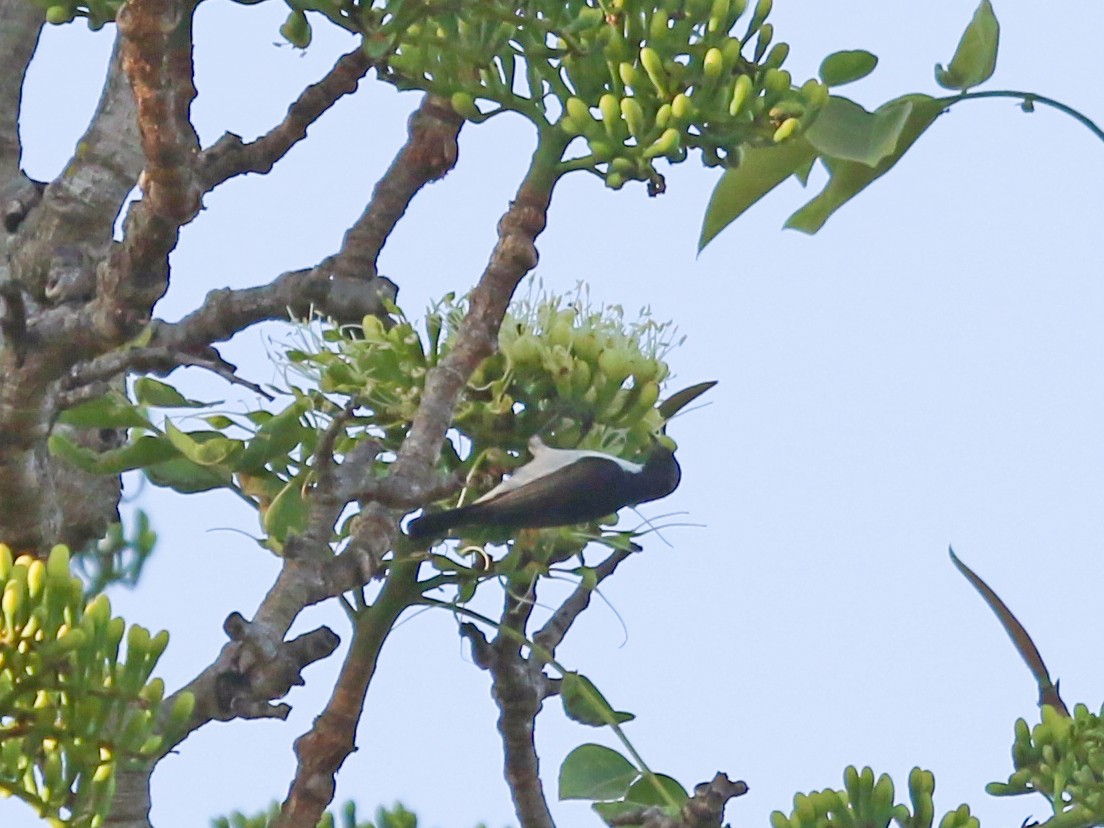 fiolettryggsolfugl - ML644578290