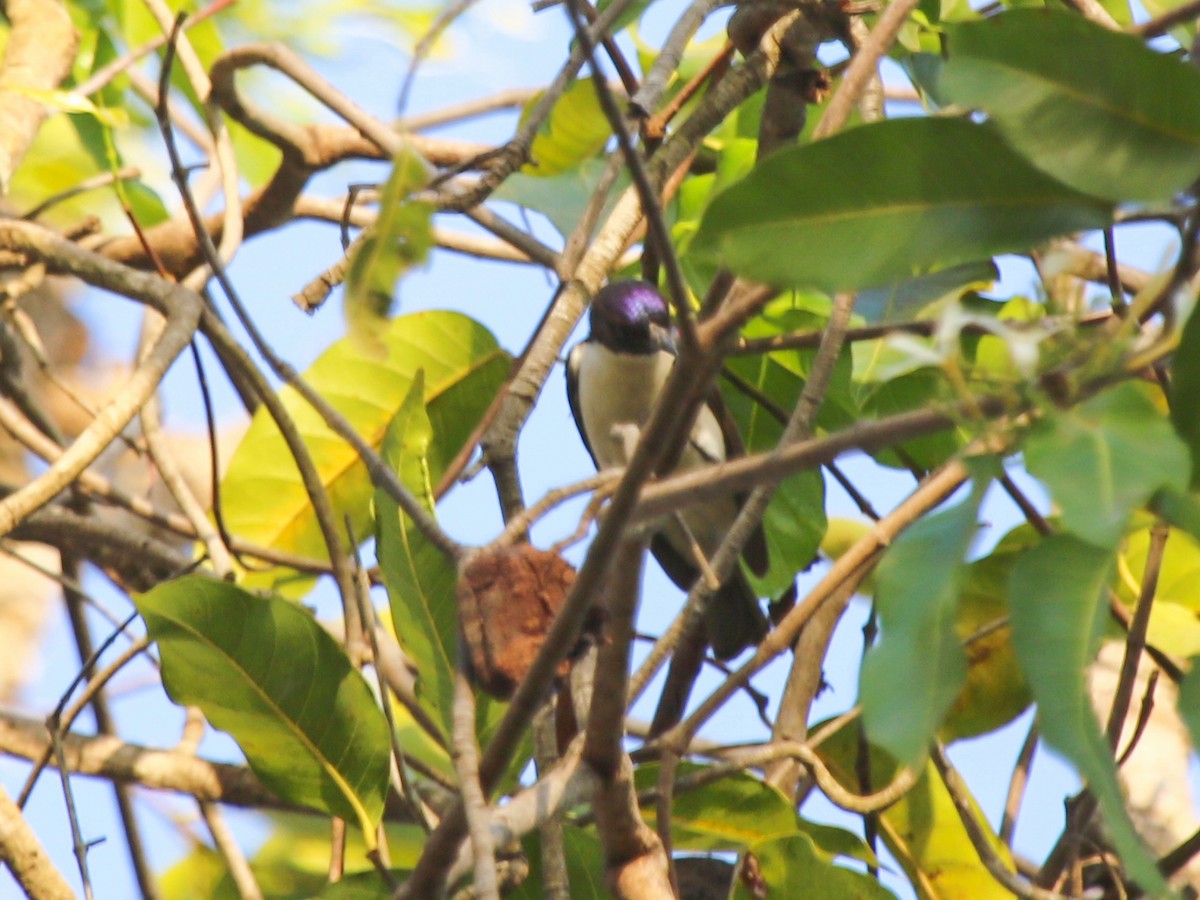 fiolettryggsolfugl - ML644578291