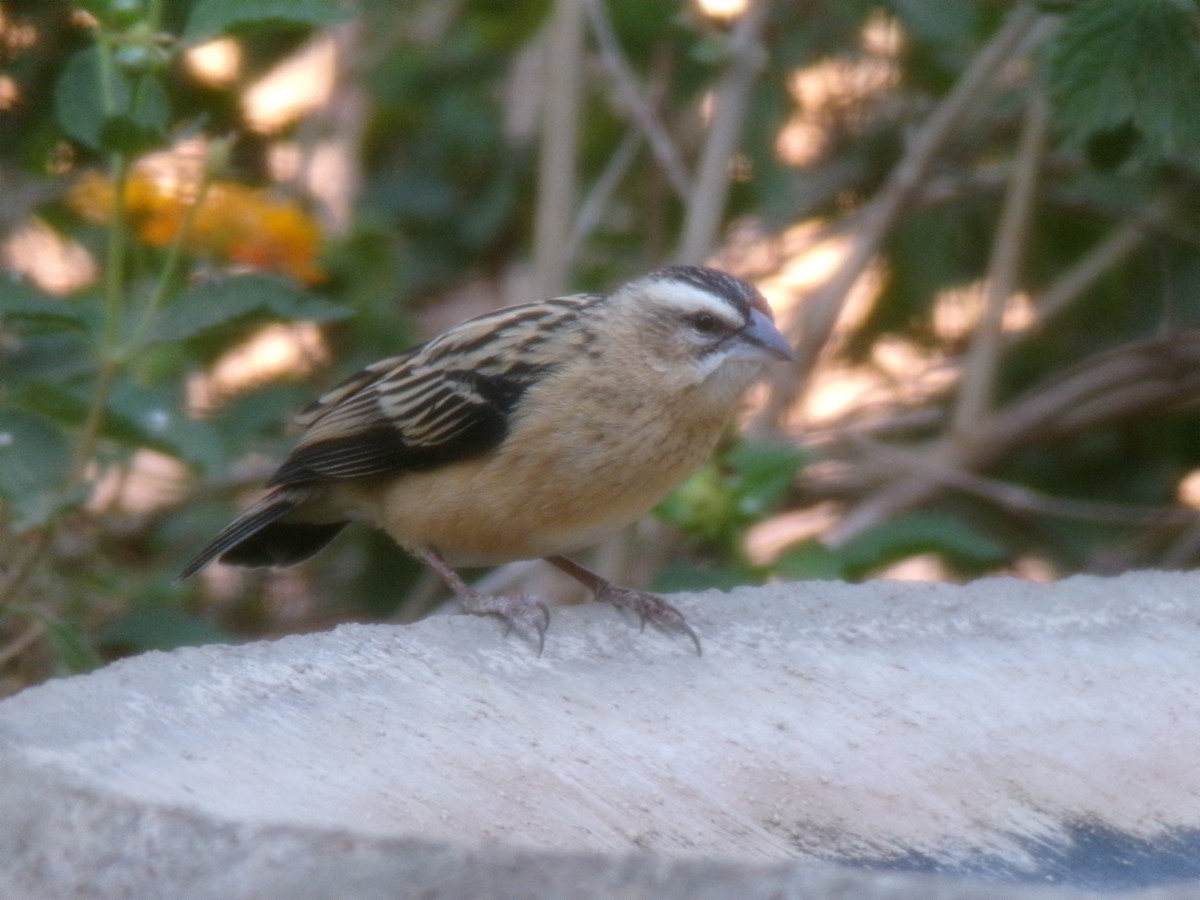 Euplecte de Gierow - ML644578294