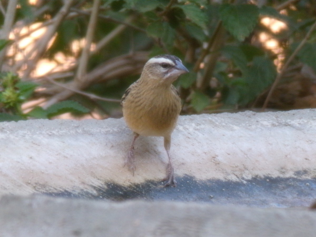 Euplecte de Gierow - ML644578295