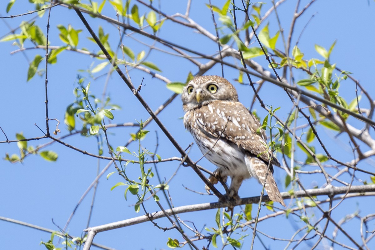 Pearl-spotted Owlet - ML644578296