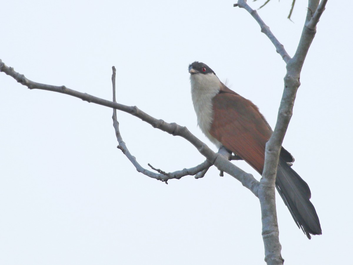 senegalsporegjøk - ML644578297