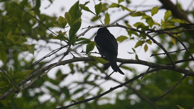 White-bellied Drongo - ML644578300