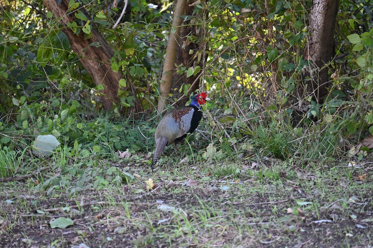 Yeşil Sülün - ML644578303