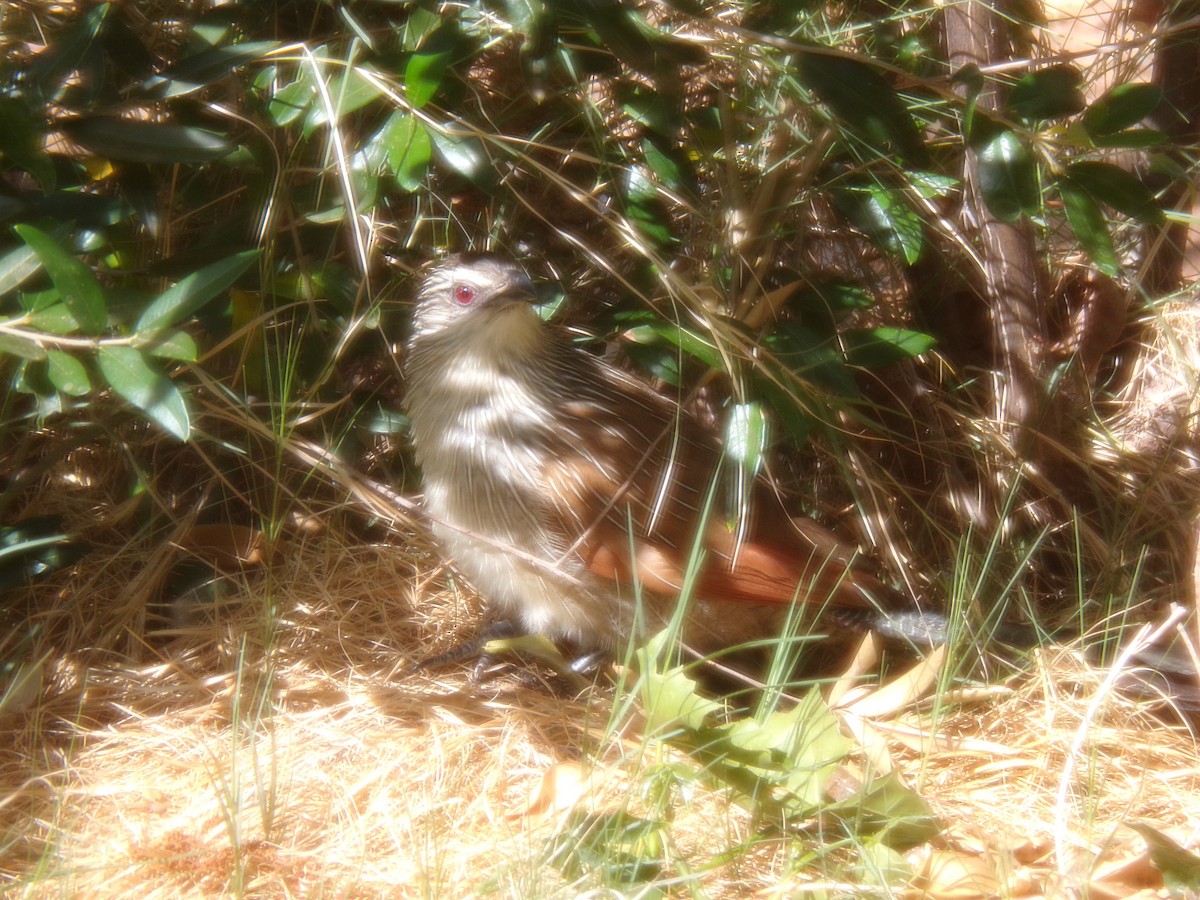 kukačka bělobrvá - ML644578314