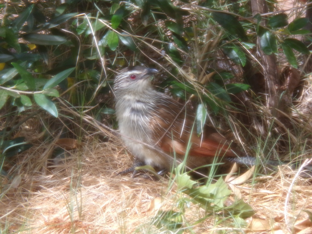 kukačka bělobrvá - ML644578315