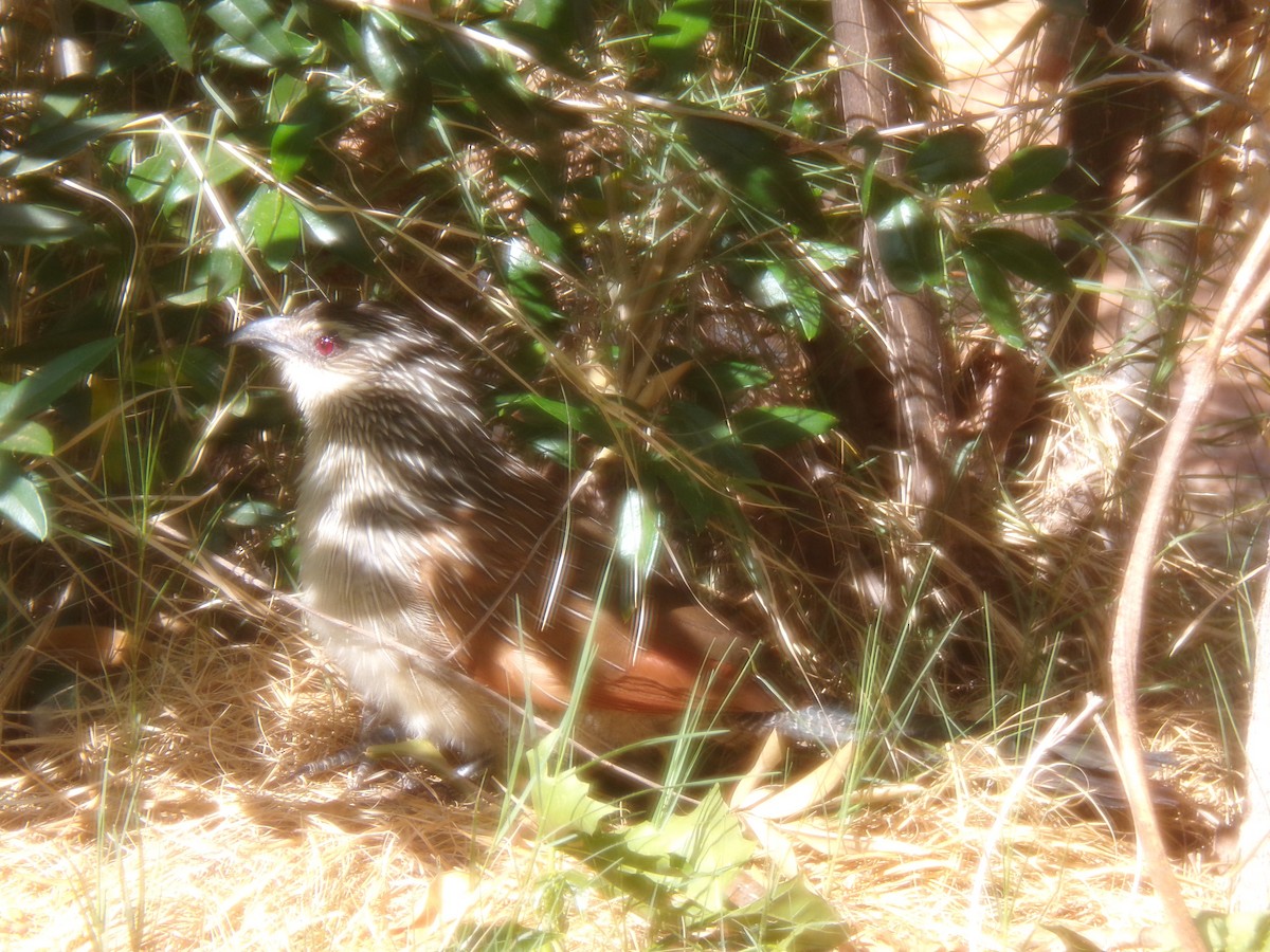 kukačka bělobrvá - ML644578316