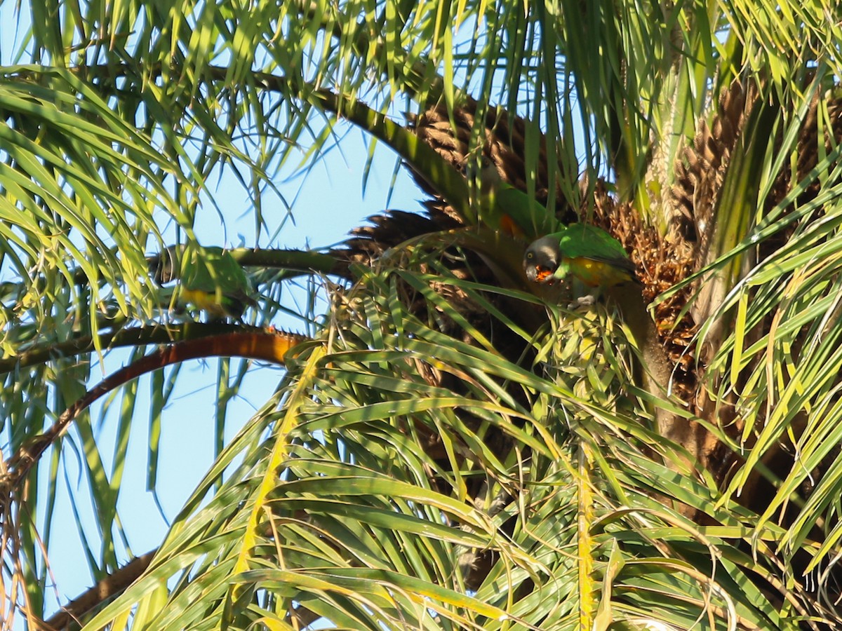 senegalpapegøye - ML644578317