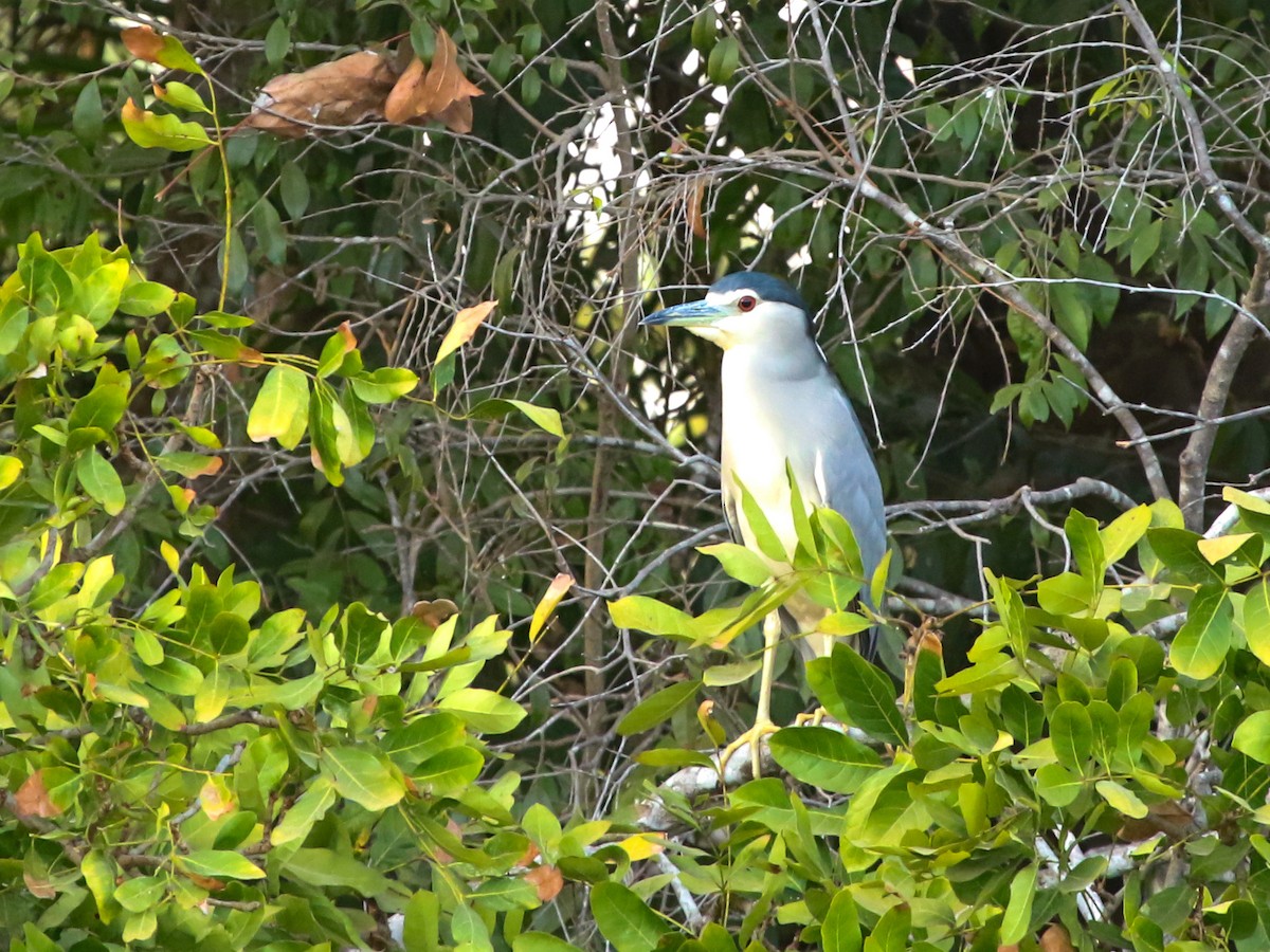 natthegre - ML644578319