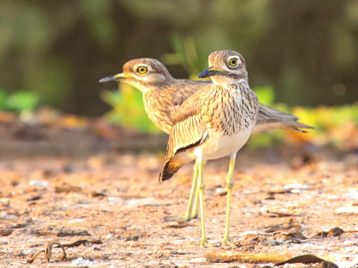 flodtriel - ML644578321