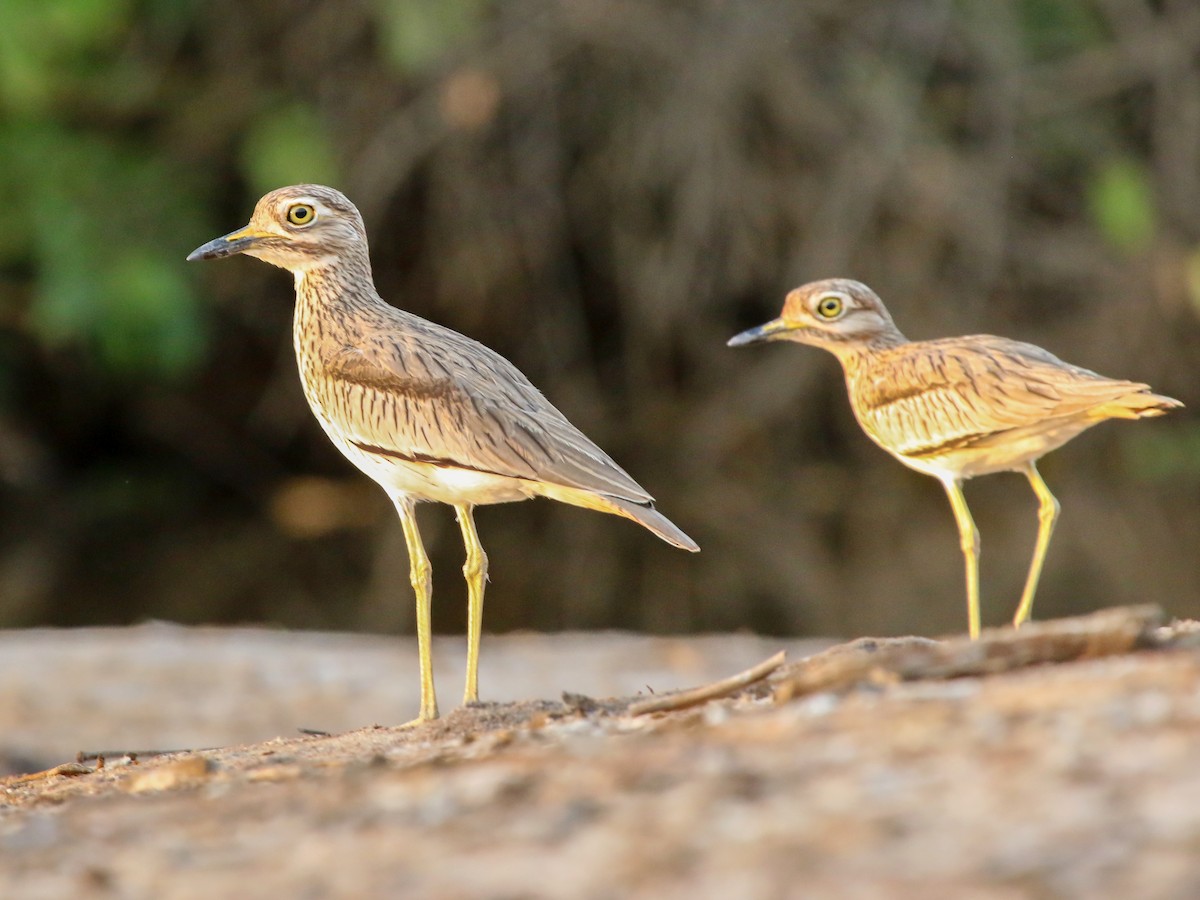 flodtriel - ML644578322