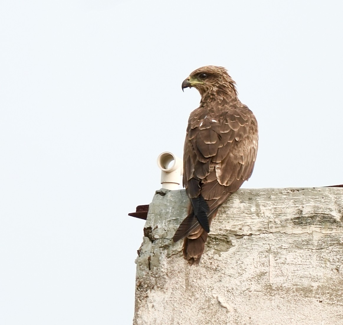 Сохор элээ - ML644578323