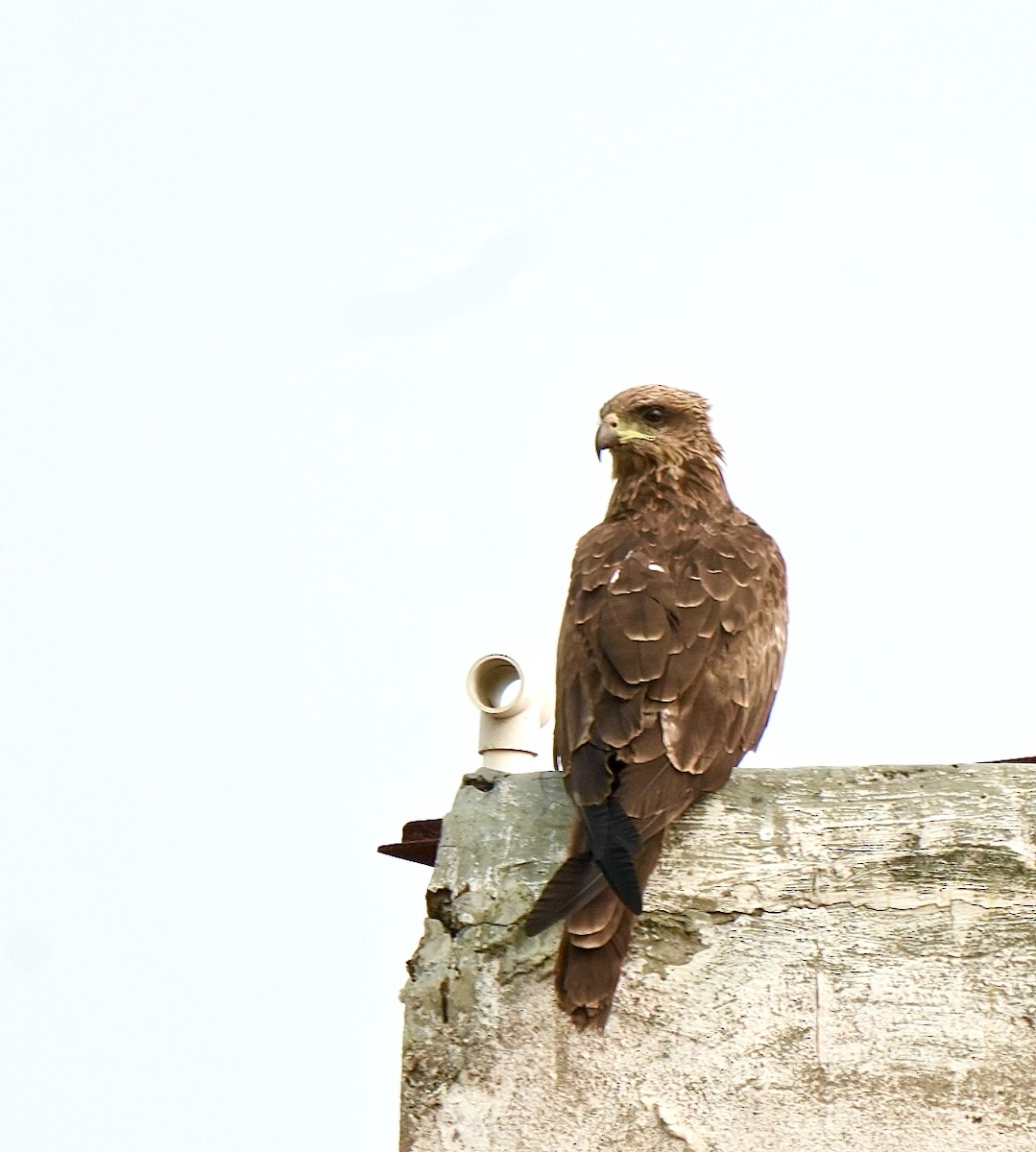 Сохор элээ - ML644578324