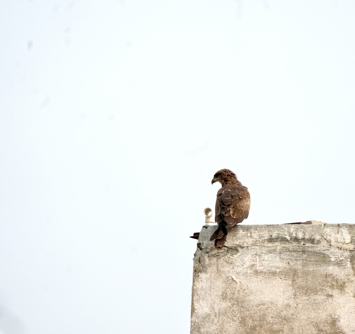 Сохор элээ - ML644578325