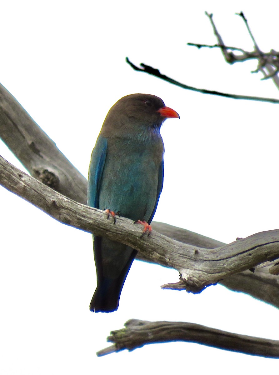 Dollarbird - ML644578332