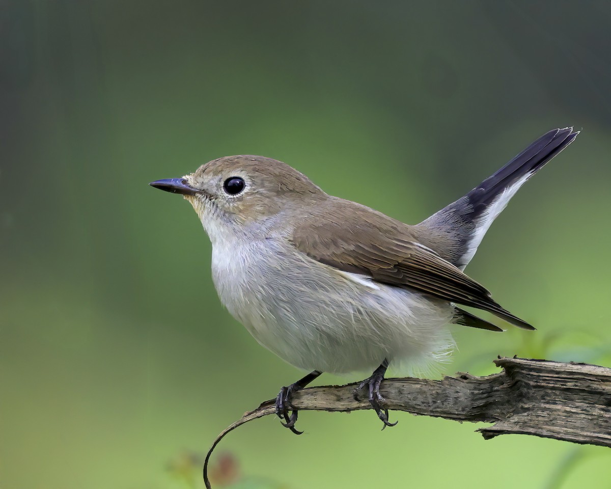 Мухоловка північна - ML644578334