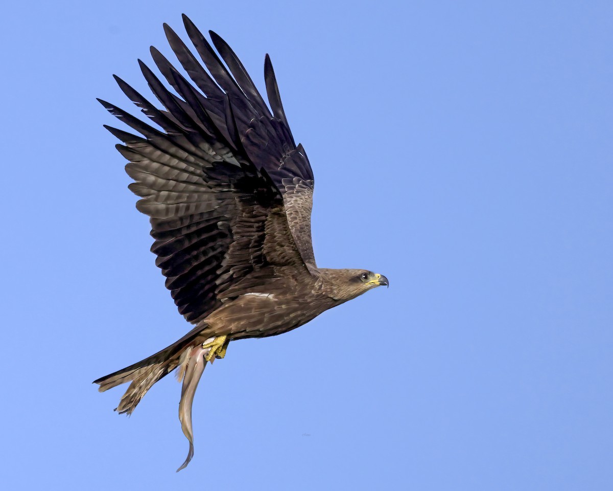 Шуліка чорний - ML644578338