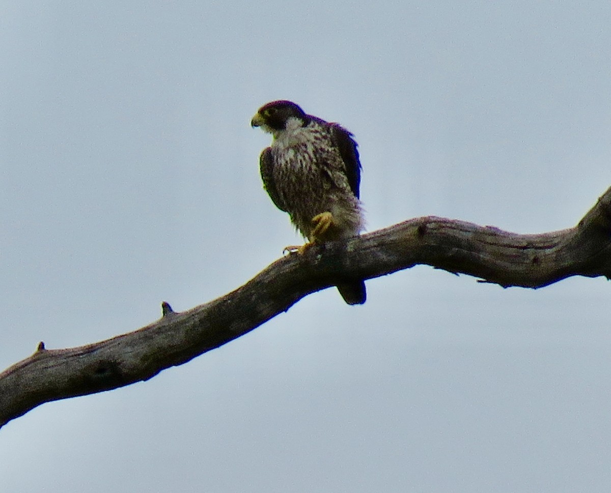 Peregrine Falcon - ML644578340