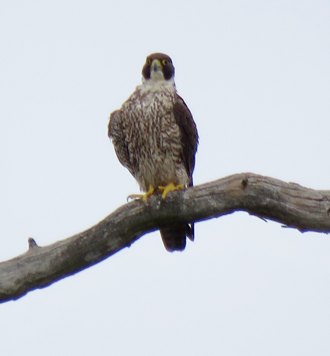 Peregrine Falcon - ML644578341