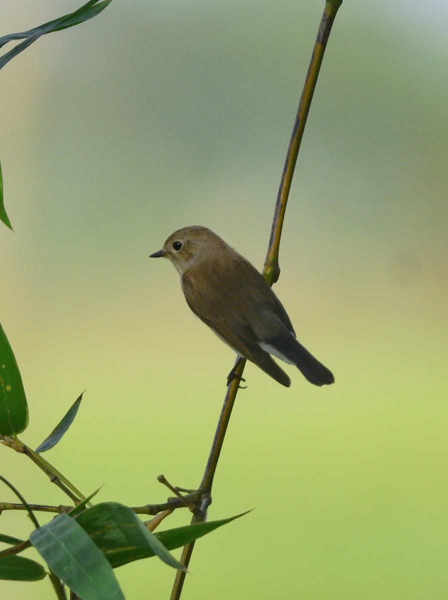 Taiga Flycatcher - ML644578345