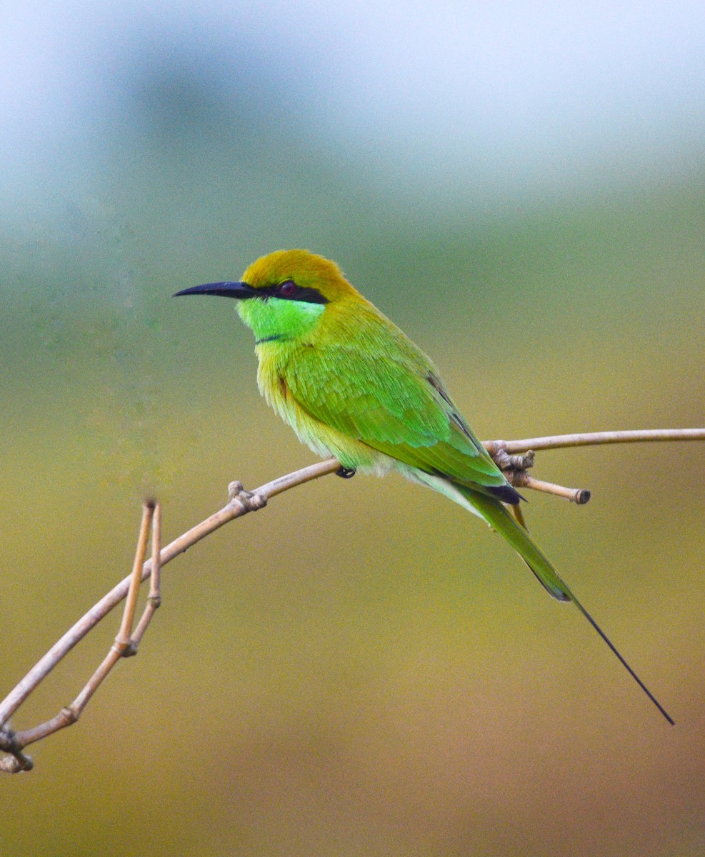 Asian Green Bee-eater - ML644578348