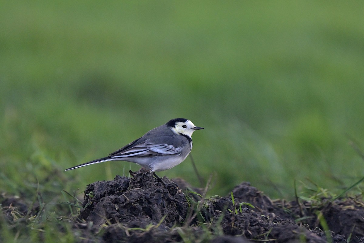 Bergeronnette grise - ML644578367