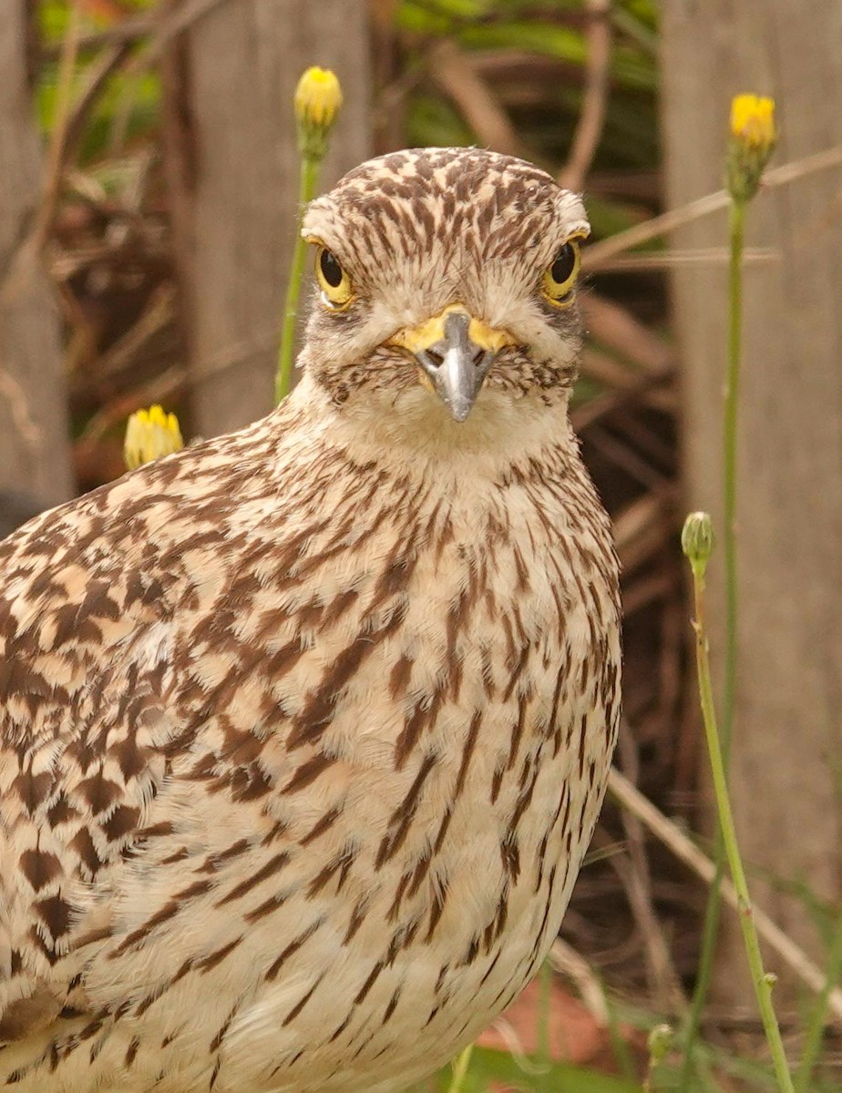 flekktriel - ML644578371