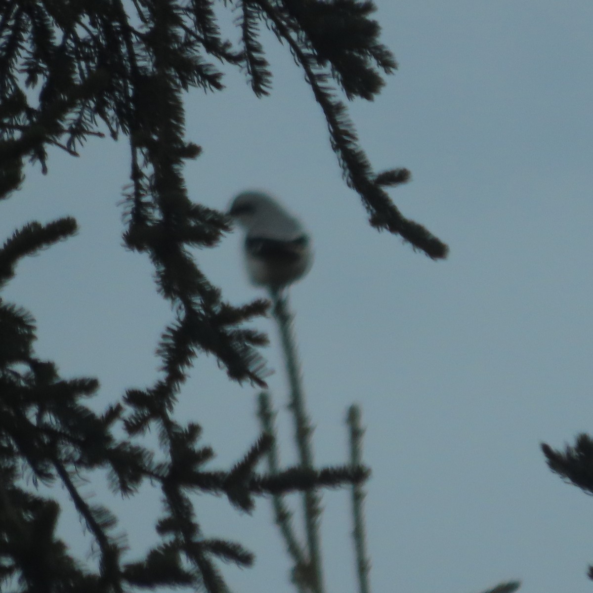 Alcaudón Boreal - ML644578373