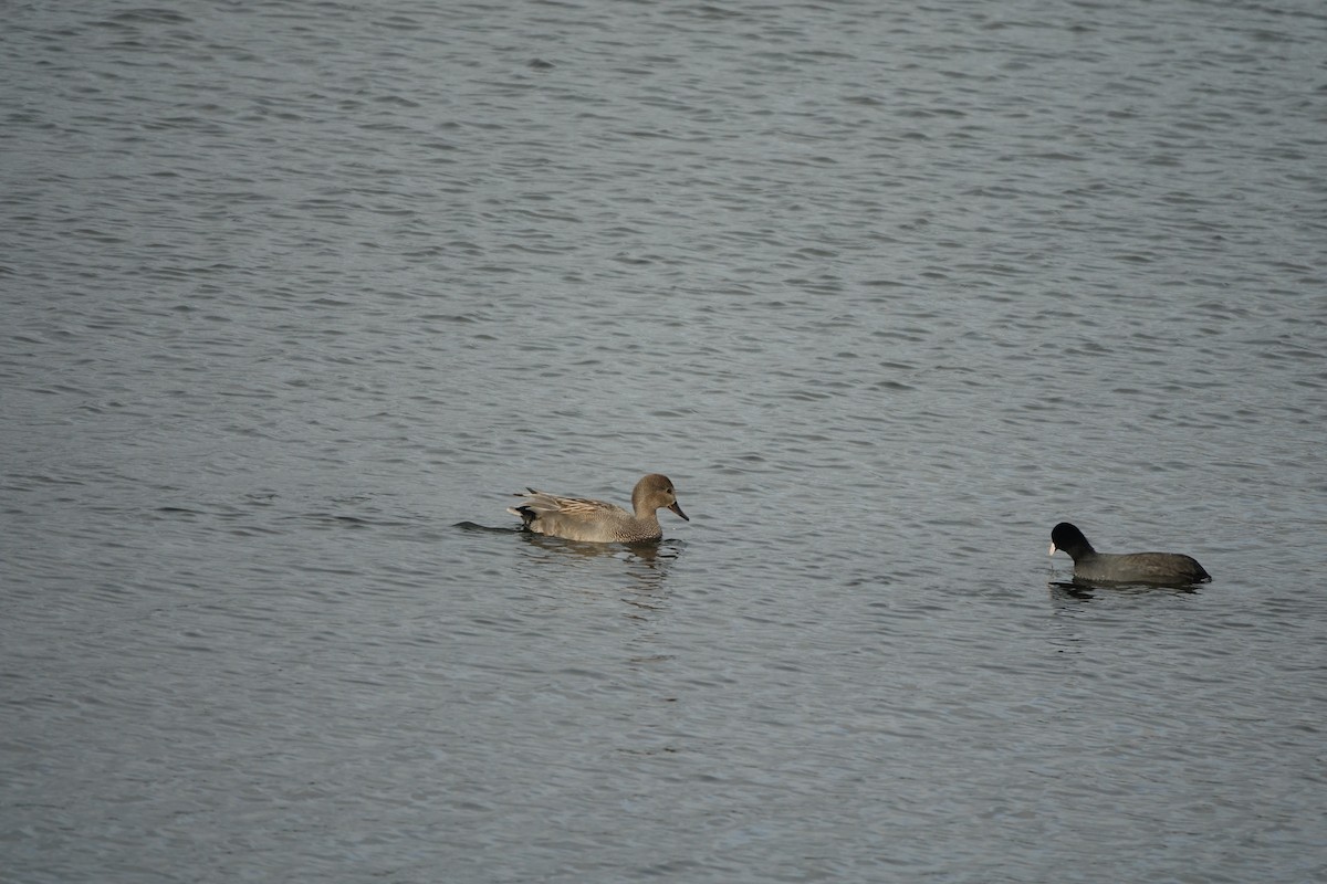 Gadwall - ML644578376