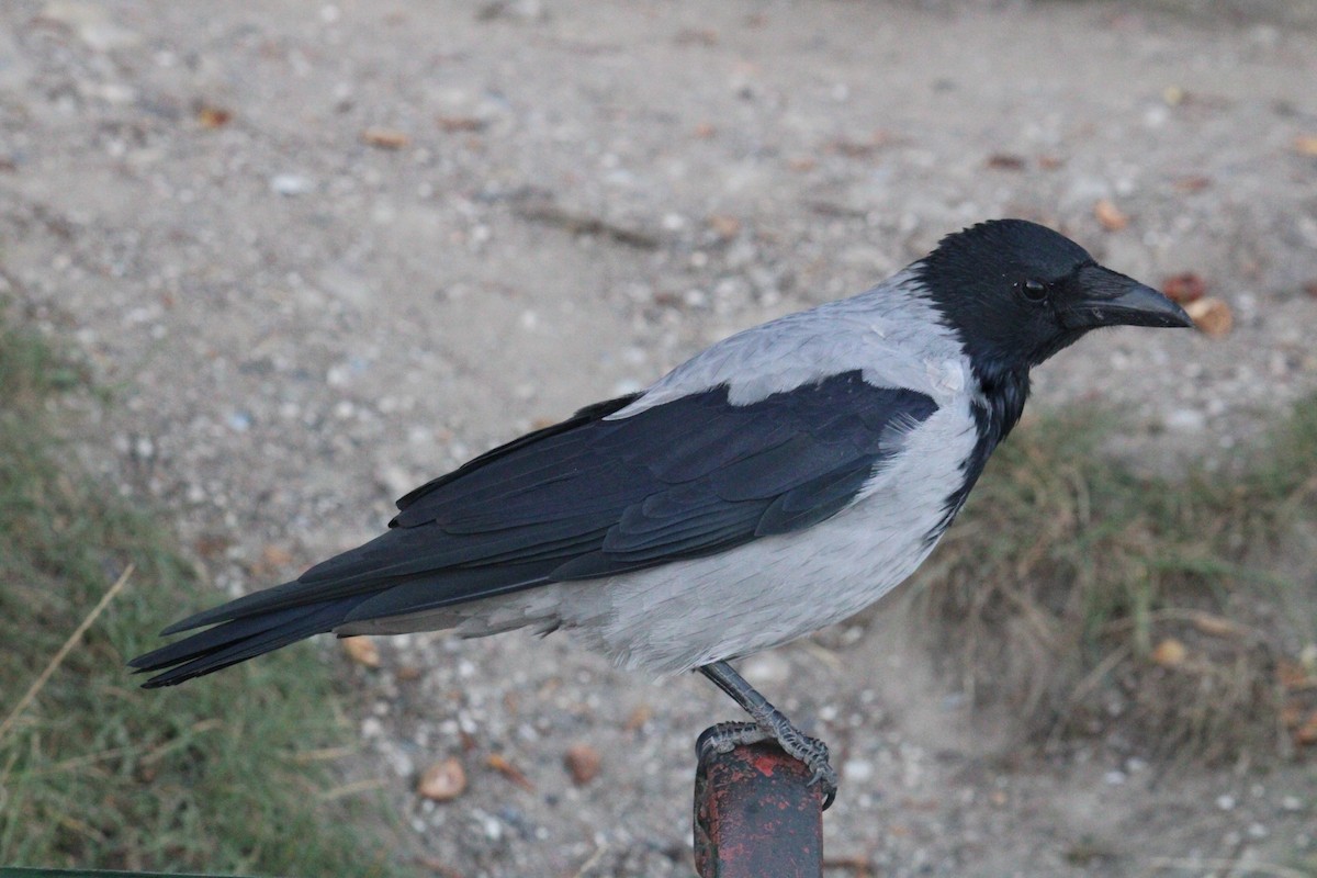 Leş Kargası [cornix grubu] - ML644578377