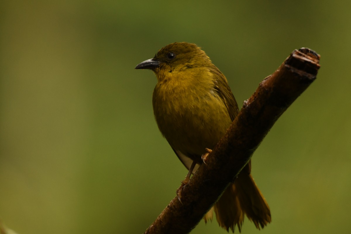 Olive-green Tanager - ML644578379